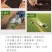 将军菊苣种子大叶菊苣种子多年生四季牧草种子猪牛羊鸡鸭鹅鱼
