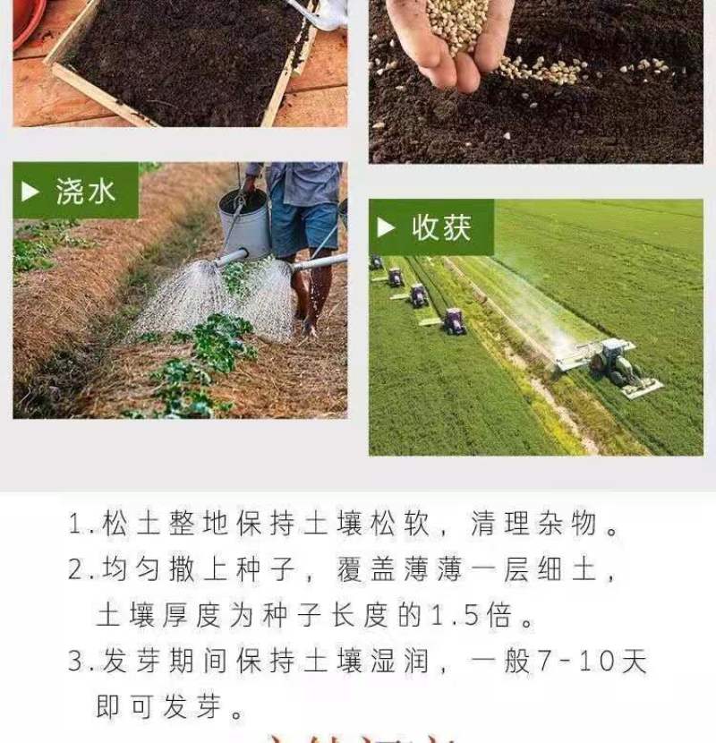 将军菊苣种子大叶菊苣种子多年生四季牧草种子猪牛羊鸡鸭鹅鱼
