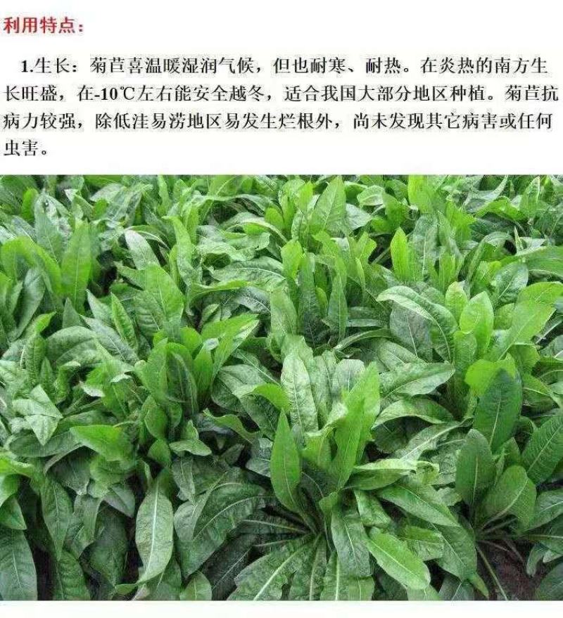 将军菊苣种子大叶菊苣种子多年生四季牧草种子猪牛羊鸡鸭鹅鱼