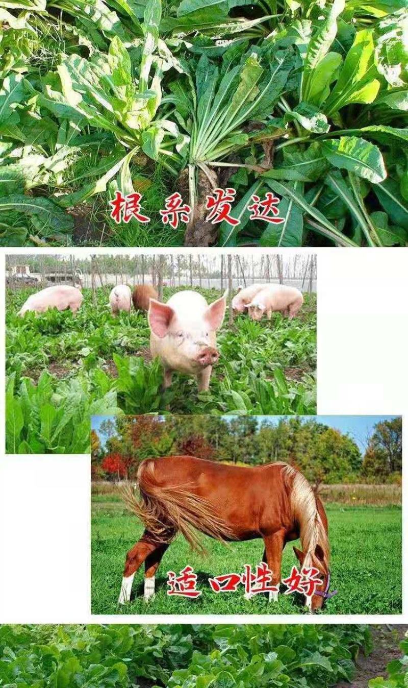 将军菊苣种子大叶菊苣种子多年生四季牧草种子猪牛羊鸡鸭鹅鱼