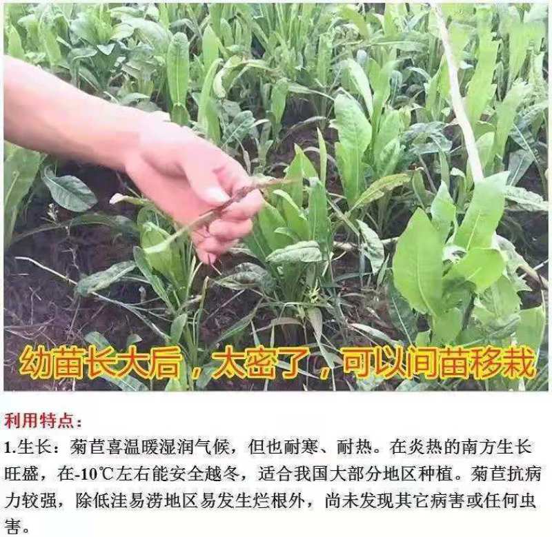 将军菊苣种子大叶菊苣种子多年生四季牧草种子猪牛羊鸡鸭鹅鱼