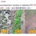 将军菊苣种子大叶菊苣种子多年生四季牧草种子猪牛羊鸡鸭鹅鱼