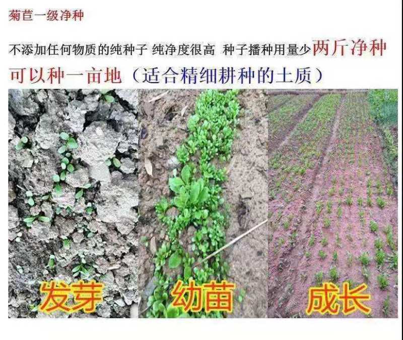 将军菊苣种子大叶菊苣种子多年生四季牧草种子猪牛羊鸡鸭鹅鱼