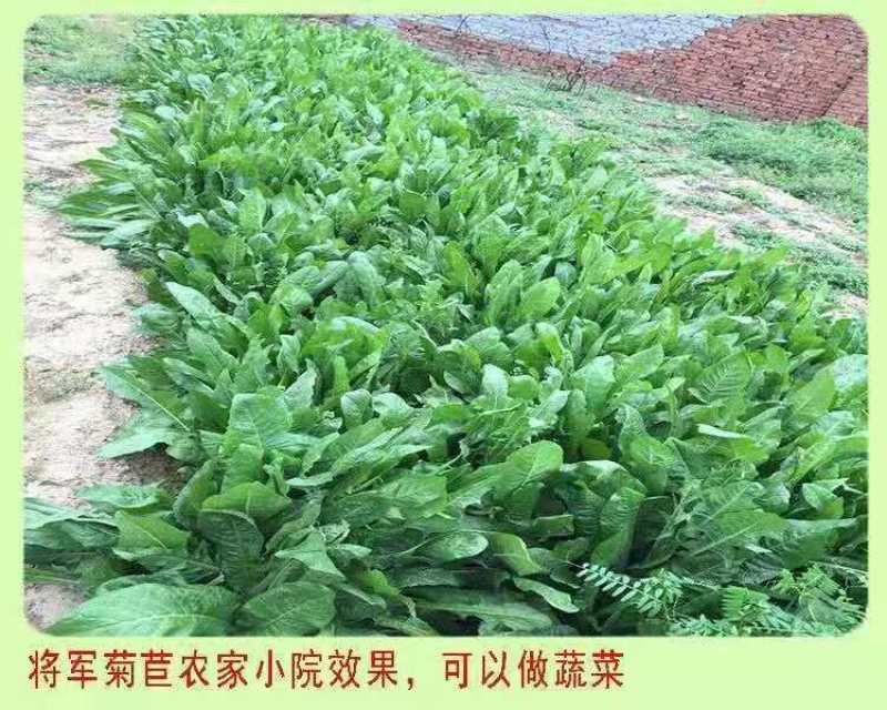 将军菊苣种子大叶菊苣种子多年生四季牧草种子猪牛羊鸡鸭鹅鱼
