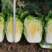 CR夏露夏季黄心大白菜种子可密植整齐一致商品性强耐根肿病