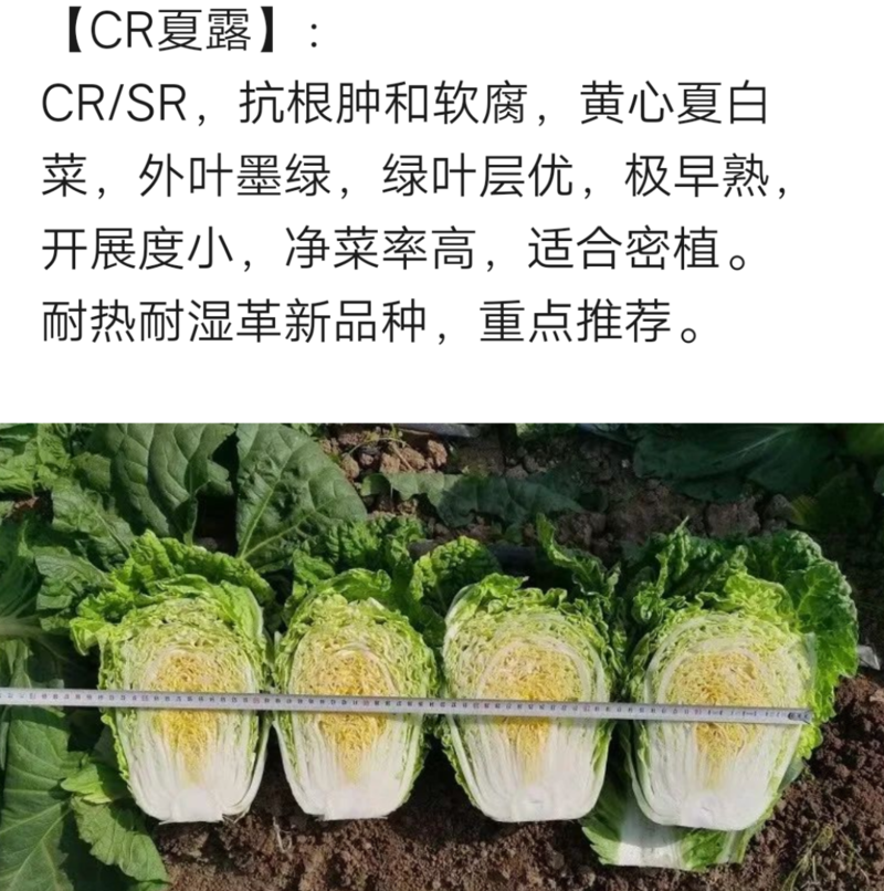 CR夏露夏季黄心大白菜种子可密植整齐一致商品性强耐根肿病