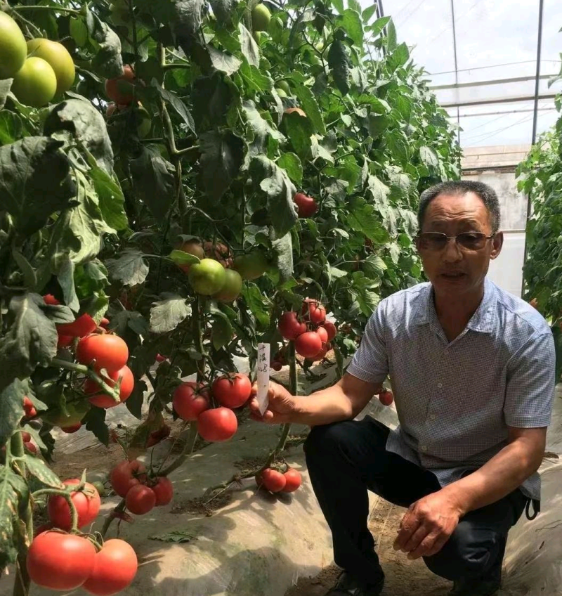 金粉丰满七号番茄种子硬度好耐低温精品果多无限生长230克