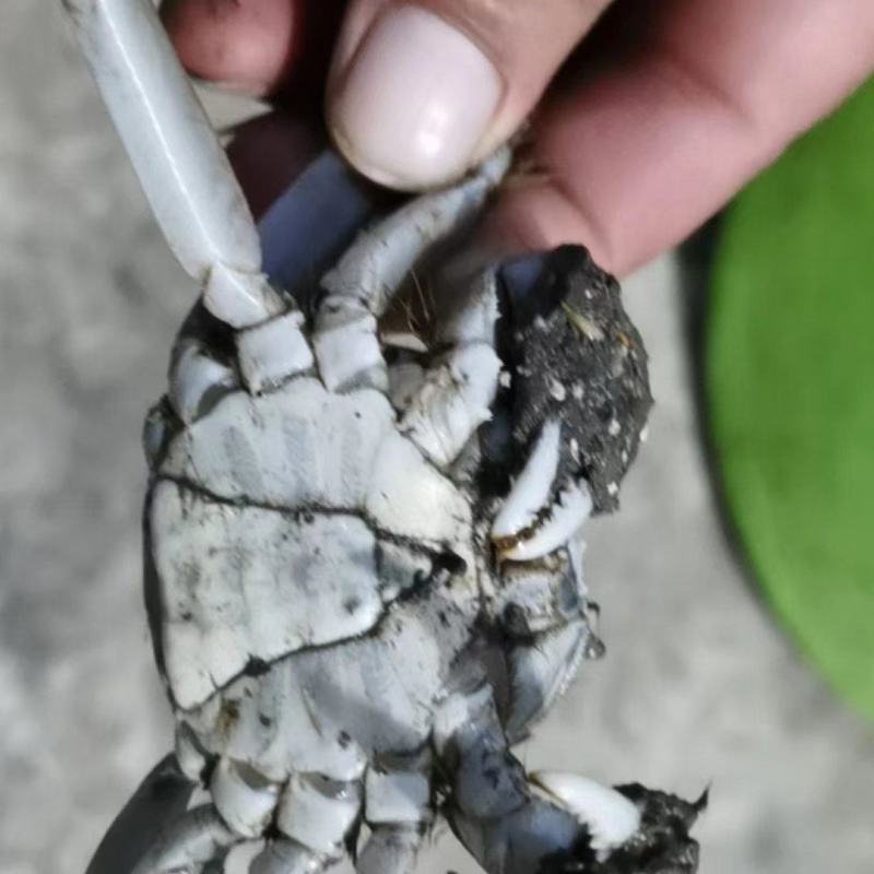 蟹苗扣蟹苗河蟹苗一手货源视频看货成活率高以质论价