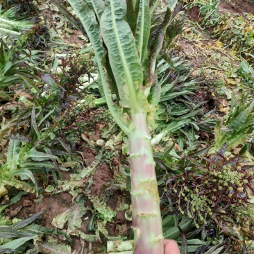 莴笋，一手货源，基地种植，欢迎各位新老顾客洽谈合作！
