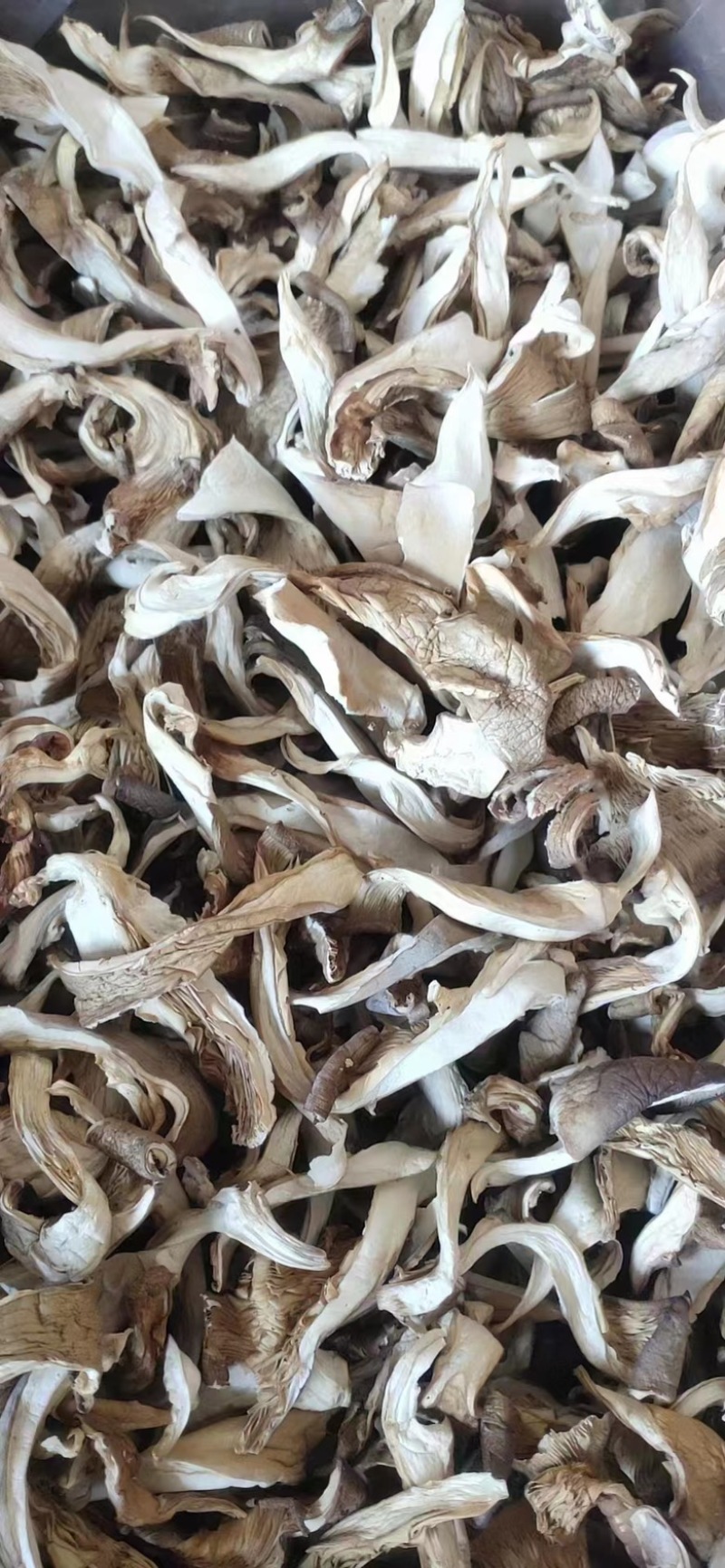 平菇菌棒。平菇菌包菌种各种规格欢迎来电洽谈合作