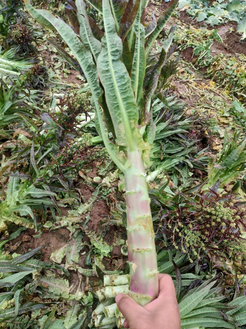 莴笋，一手货源，基地种植，欢迎各位新老顾客洽谈合作！