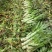 莴笋，一手货源，基地种植，欢迎各位新老顾客洽谈合作！