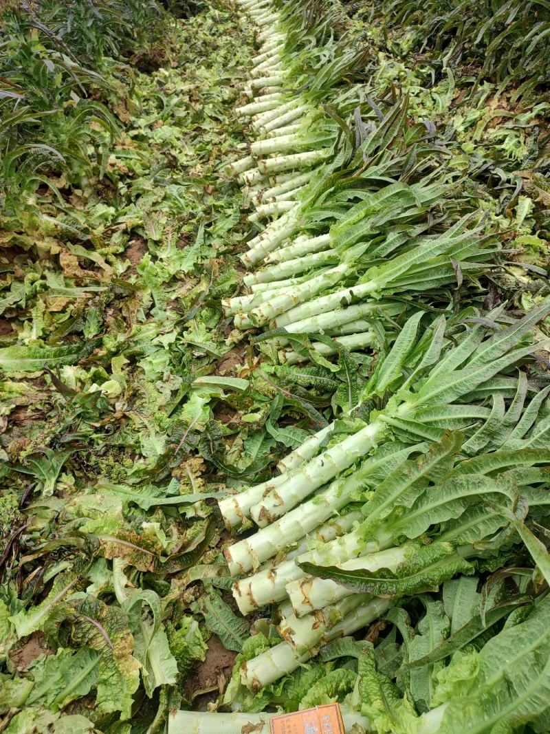 莴笋，一手货源，基地种植，欢迎各位新老顾客洽谈合作！