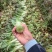 莴笋，一手货源，基地种植，欢迎各位新老顾客洽谈合作！