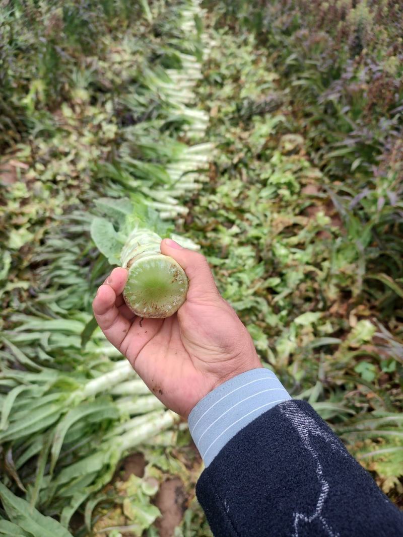 莴笋，一手货源，基地种植，欢迎各位新老顾客洽谈合作！