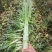 莴笋，一手货源，基地种植，欢迎各位新老顾客洽谈合作！