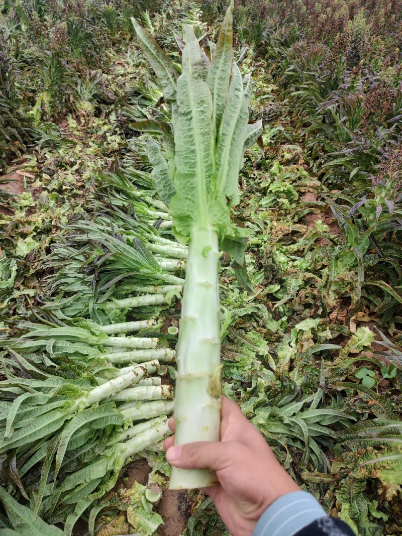 莴笋，一手货源，基地种植，欢迎各位新老顾客洽谈合作！