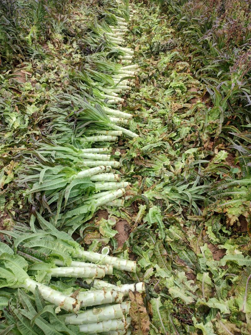 莴笋，一手货源，基地种植，欢迎各位新老顾客洽谈合作！