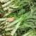 莴笋，一手货源，基地种植，欢迎各位新老顾客洽谈合作！