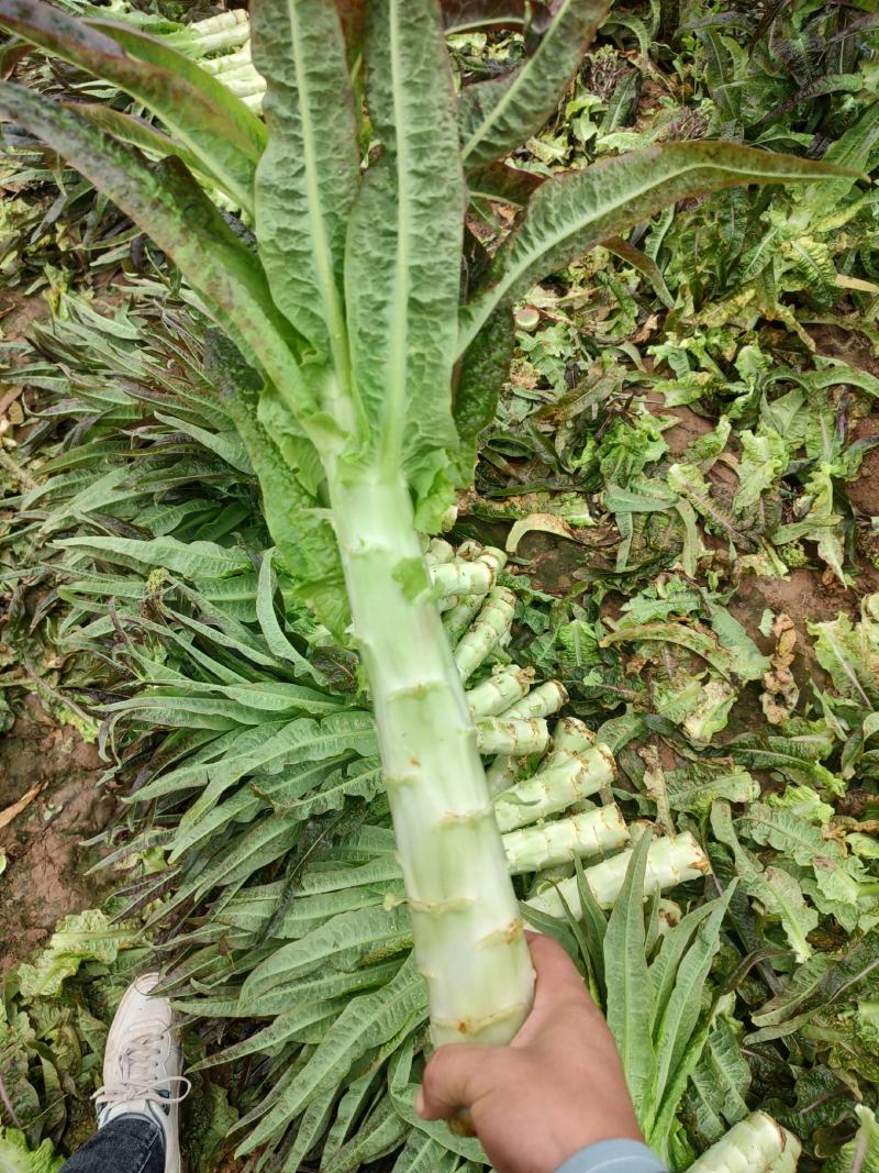 莴笋，一手货源，基地种植，欢迎各位新老顾客洽谈合作！