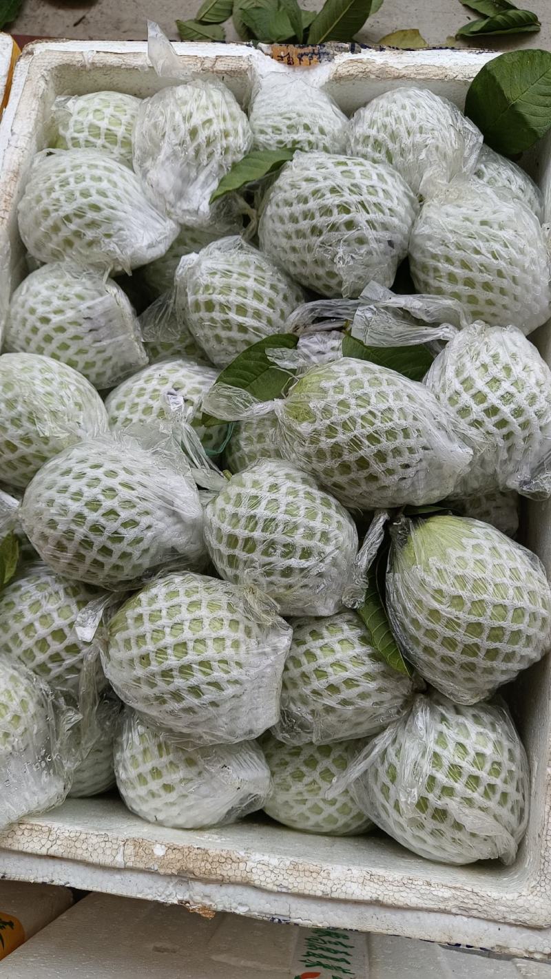 原产地白心番石榴大量上市，量大优先