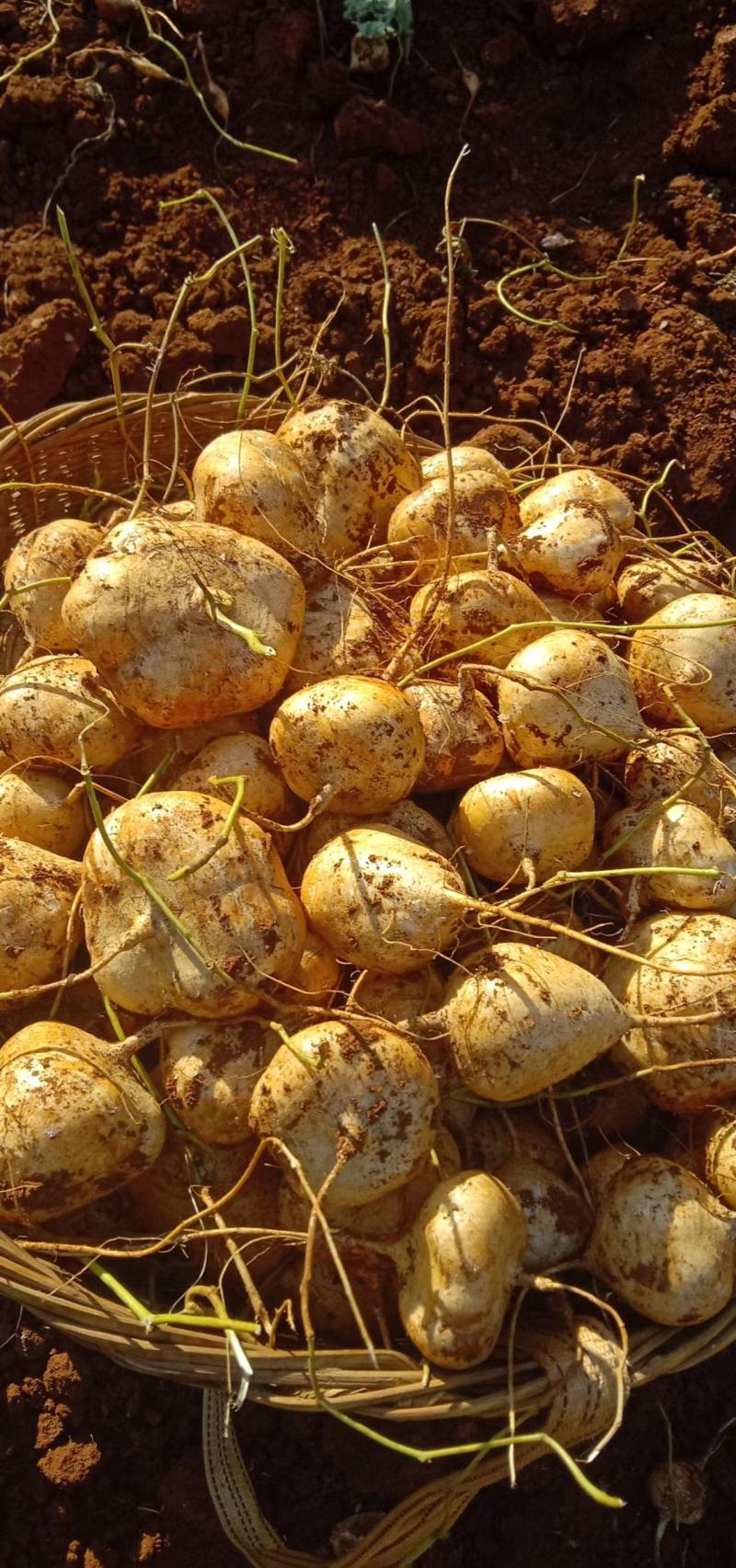 凉山冕宁土瓜凉薯豆薯自产自销保质保量