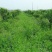 光叶紫花苕果园绿肥种子毛苕子长柔毛野豌豆养蜂蜜源植物牧草
