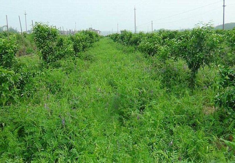 光叶紫花苕果园绿肥种子毛苕子长柔毛野豌豆养蜂蜜源植物牧草