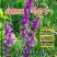 光叶紫花苕果园绿肥种子毛苕子长柔毛野豌豆养蜂蜜源植物牧草