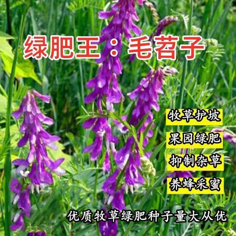 光叶紫花苕果园绿肥种子毛苕子长柔毛野豌豆养蜂蜜源植物牧草