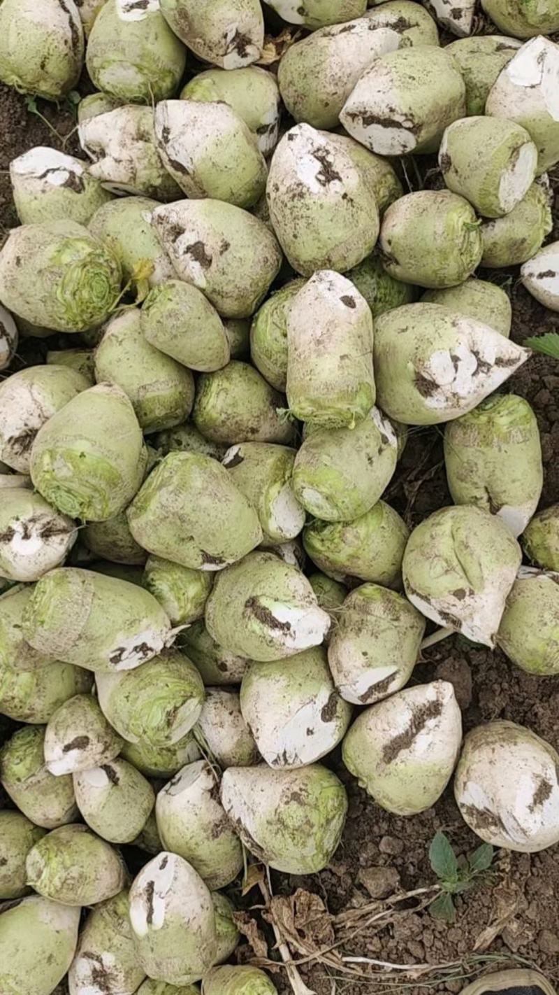 辣菜疙瘩量大供应加工厂，酱菜厂，加工厂各大超市，市场