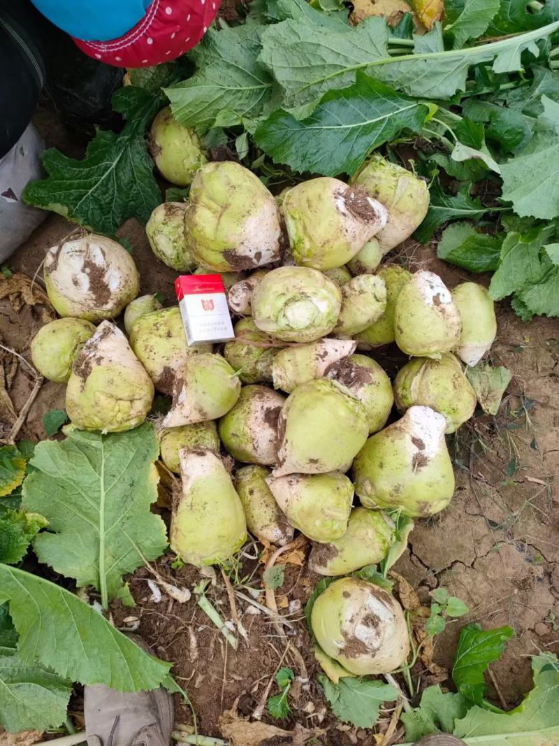 辣菜疙瘩量大供应加工厂，酱菜厂，加工厂各大超市，市场