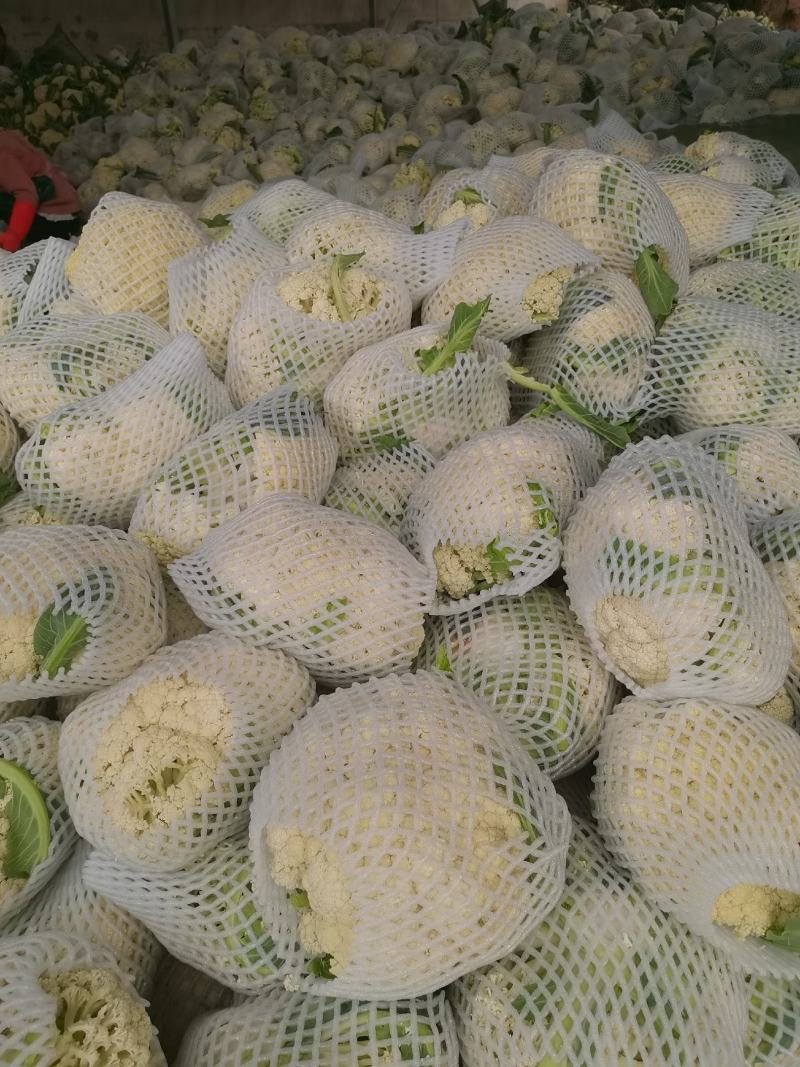 精品小米有机花大量走货中，每年发货周期长，欢迎长期合作