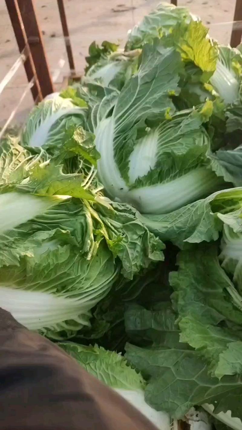 鸡腿白菜东京868，新乡小包！市场火爆蔬菜。质量为本！