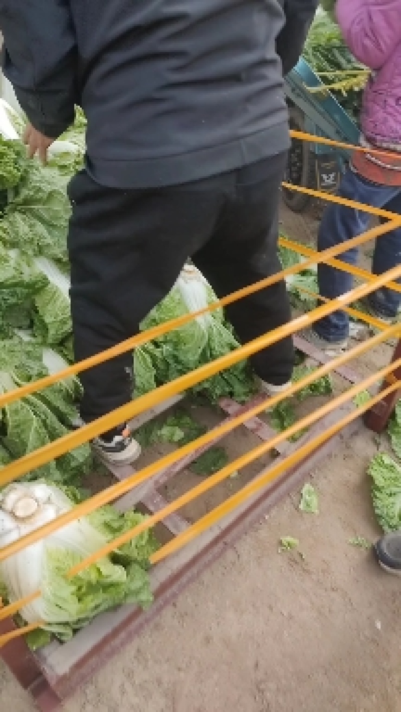鸡腿白菜东京868，新乡小包！市场火爆蔬菜。质量为本！