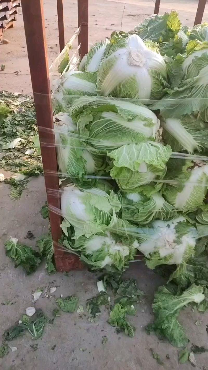 鸡腿白菜东京868，新乡小包！市场火爆蔬菜。质量为本！