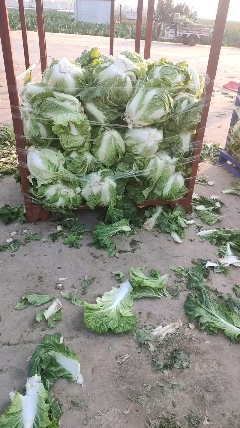 鸡腿白菜东京868，新乡小包！市场火爆蔬菜。质量为本！
