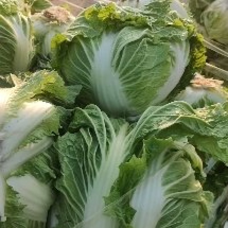 鸡腿白菜东京868，新乡小包！市场火爆蔬菜。质量为本！