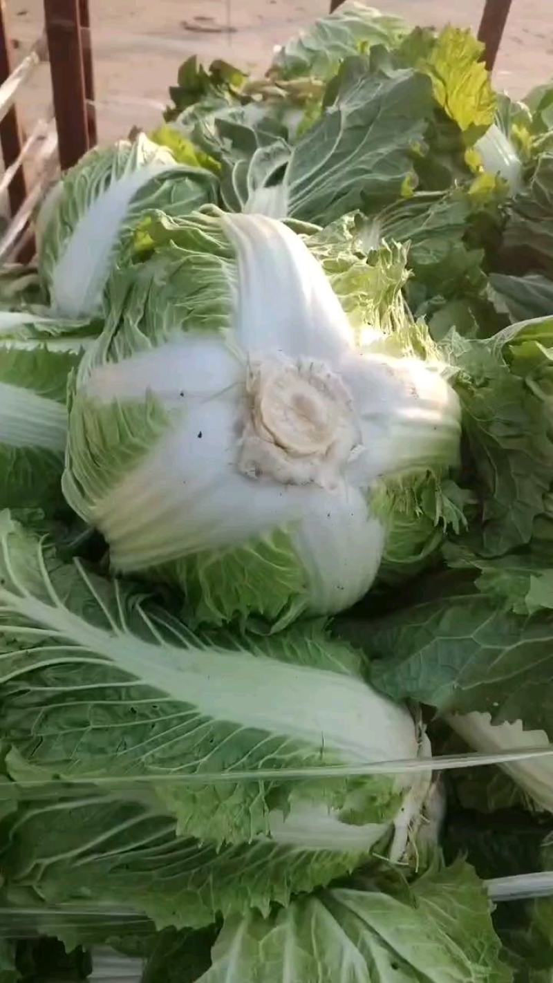 鸡腿白菜东京868，新乡小包！市场火爆蔬菜。质量为本！