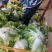 鸡腿白菜东京868，新乡小包！市场火爆蔬菜。质量为本！