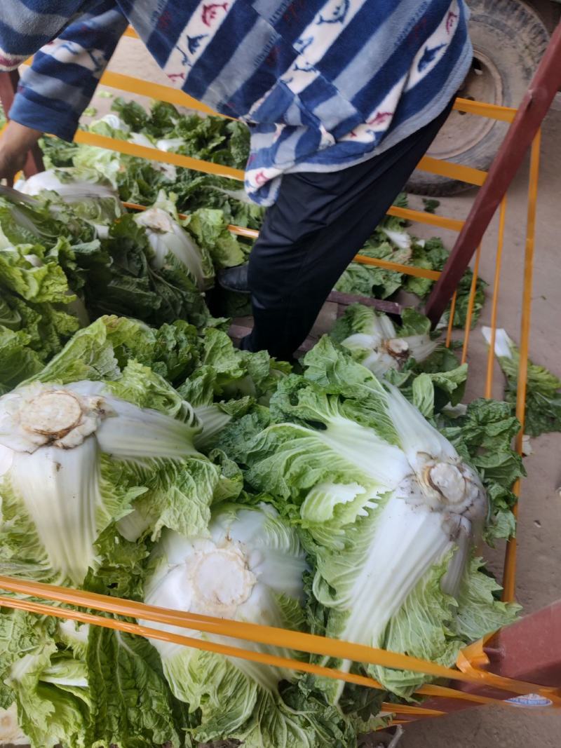 鸡腿白菜东京868，新乡小包！市场火爆蔬菜。质量为本！