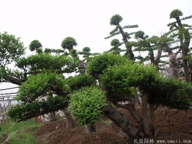 小叶女贞造型树