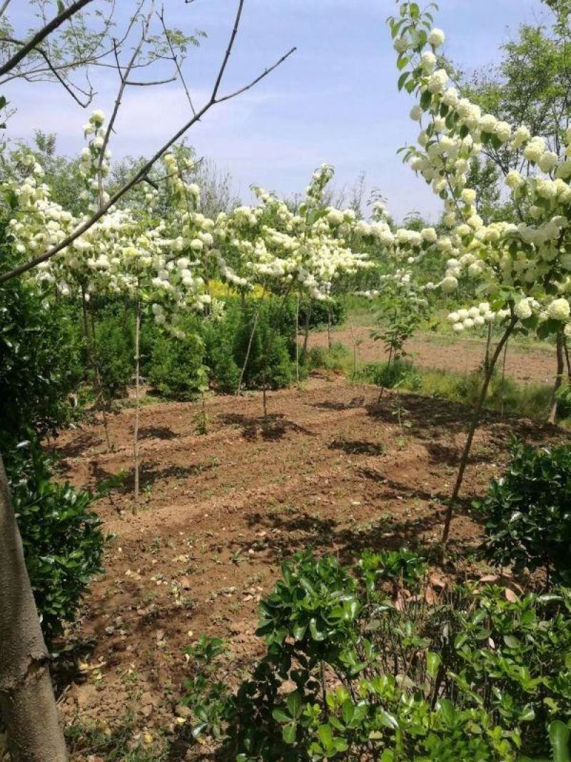 绣球花