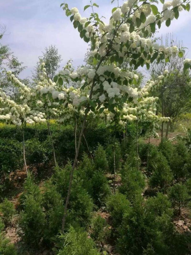 绣球花