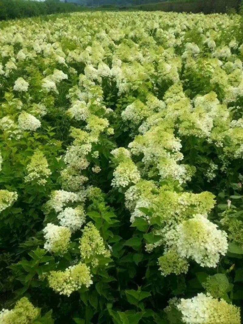 绣球花