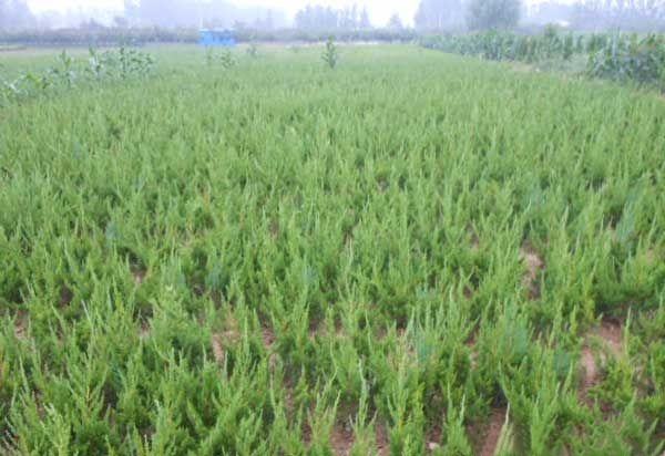 日照市龙柏小苗基地全景图