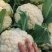 【精品】精品松花菜！基地直供，品质保障，诚信经营！
