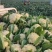 【精品】精品松花菜！基地直供，品质保障，诚信经营！