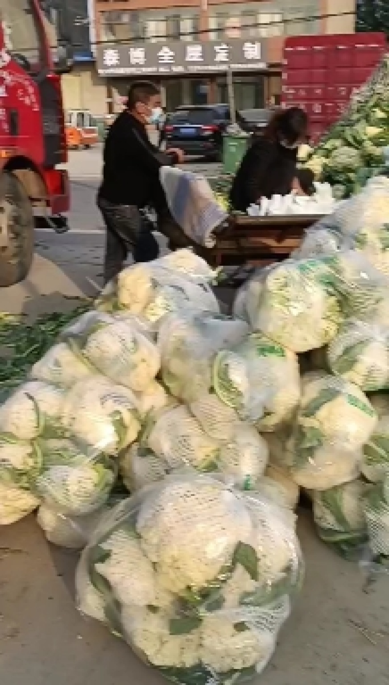 【精品】精品松花菜！基地直供，品质保障，诚信经营！