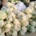 【精品】精品松花菜！基地直供，品质保障，诚信经营！